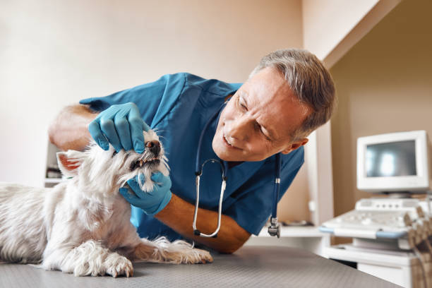 Best 24-Hour Emergency Dentist in Bolivar Peninsula, TX